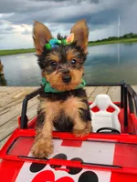 SAMPSON, a male Yorkshire Terrier for sale in Palos Heights, IL – 2 of 10