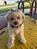 HICKORY, a male Maltipoo for sale in Palos Heights, IL – 4 of 10