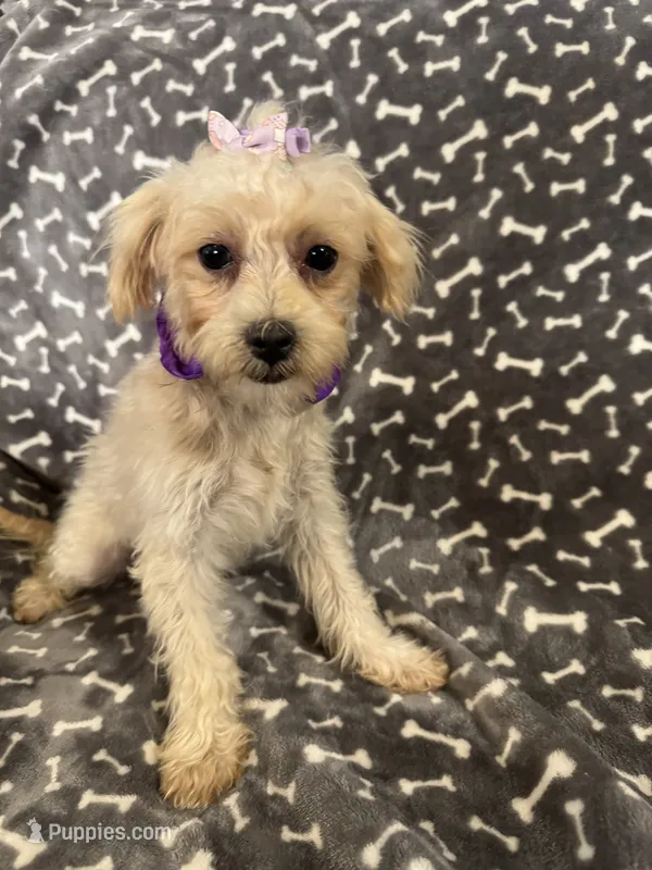 HIKER – Maltipoo puppy for sale in Palos Heights, IL