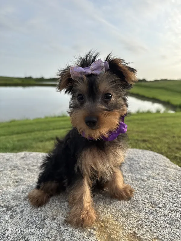SPECKS – Yorkshire Terrier puppy for sale in Palos Heights, IL