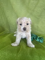 HICKORY, a male Maltipoo for sale in Palos Heights, IL – 8 of 10