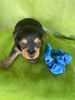 SAMPSON, a male Yorkshire Terrier for sale in Palos Heights, IL – 3 of 10