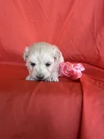 HOPPERS, a male Maltipoo for sale in Palos Heights, IL – 2 of 10
