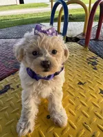 HICKORY, a male Maltipoo for sale in Palos Heights, IL – 7 of 10