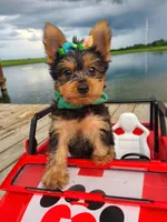 SAMPSON, a male Yorkshire Terrier for sale in Palos Heights, IL – 6 of 10