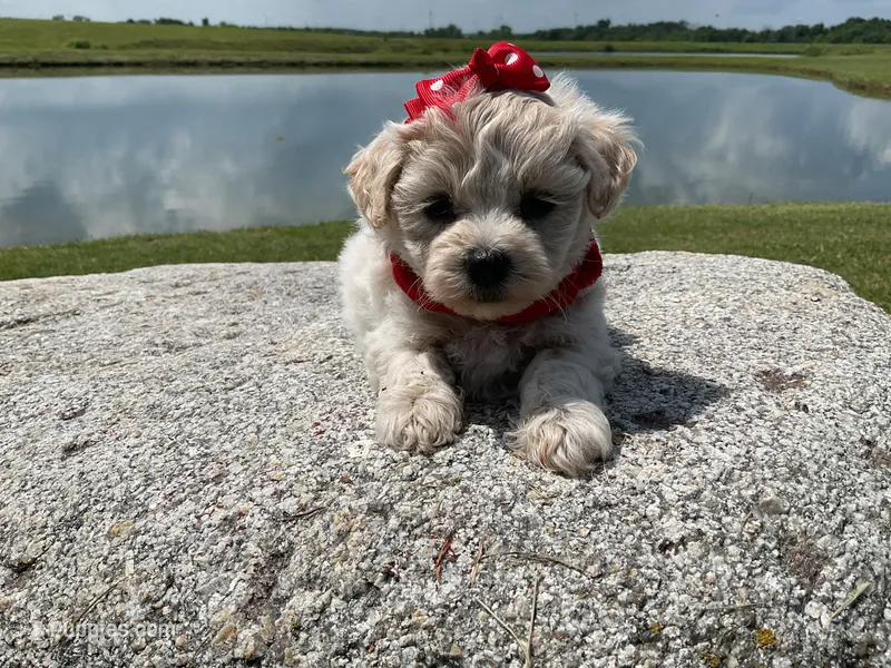 HARPS – Maltipoo puppy for sale in Palos Heights, IL