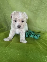 HICKORY, a male Maltipoo for sale in Palos Heights, IL – 9 of 10