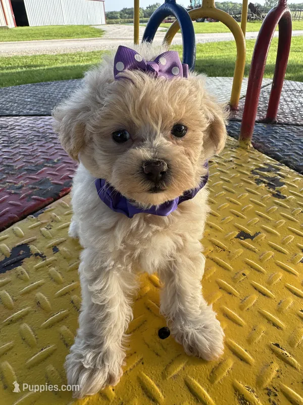HICKORY – Maltipoo puppy for sale in Palos Heights, IL