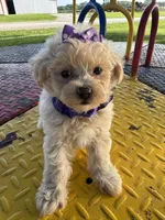 HICKORY, a male Maltipoo for sale in Palos Heights, IL – 1 of 10