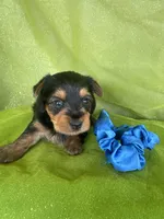 SAMPSON, a male Yorkshire Terrier for sale in Palos Heights, IL – 9 of 10