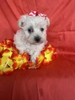 HATCHES, a female Maltipoo for sale in Palos Heights, IL – 3 of 10