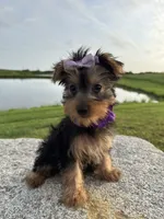 SPECKS, a male Yorkshire Terrier for sale in Palos Heights, IL – 7 of 10
