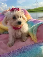 HATCHES, a female Maltipoo for sale in Palos Heights, IL – 4 of 10