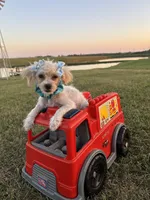 HIKER, a male Maltipoo for sale in Palos Heights, IL – 7 of 10