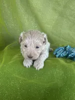 HUBS, a male Maltipoo for sale in Palos Heights, IL – 10 of 10