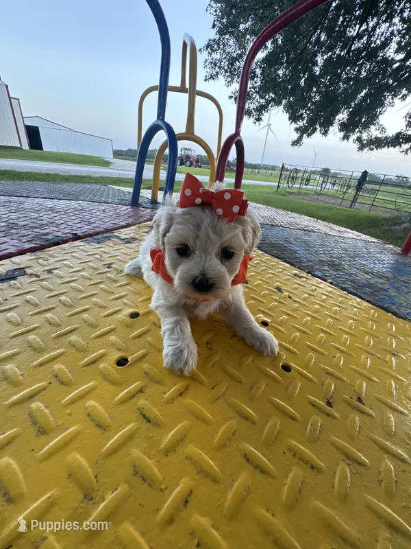 HARPS – Maltipoo puppy for sale in Palos Heights, IL