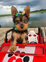 SAMPSON, a male Yorkshire Terrier for sale in Palos Heights, IL – 7 of 10