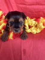 SHIRLEY, a female Yorkshire Terrier for sale in Palos Heights, IL – 10 of 10