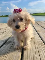 HATCHES, a female Maltipoo for sale in Palos Heights, IL – 6 of 10