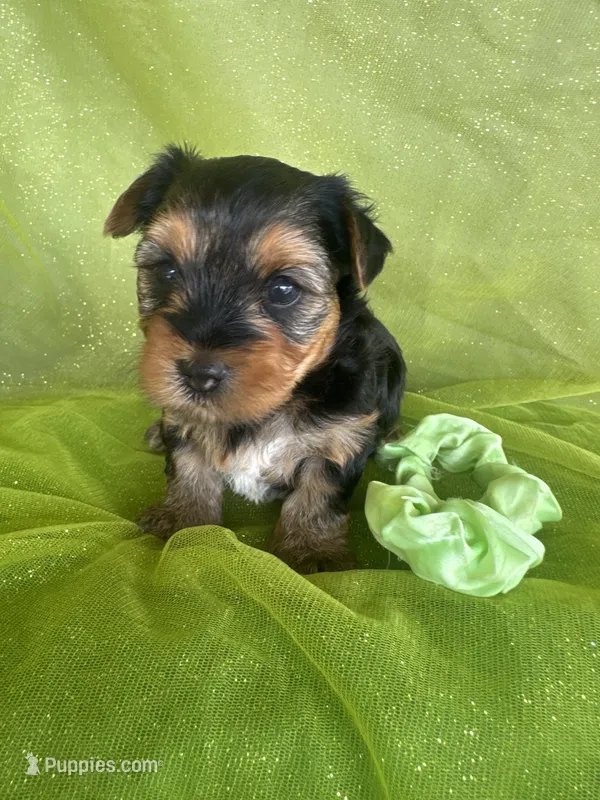 SHARKY – Yorkshire Terrier puppy for sale in Palos Heights, IL
