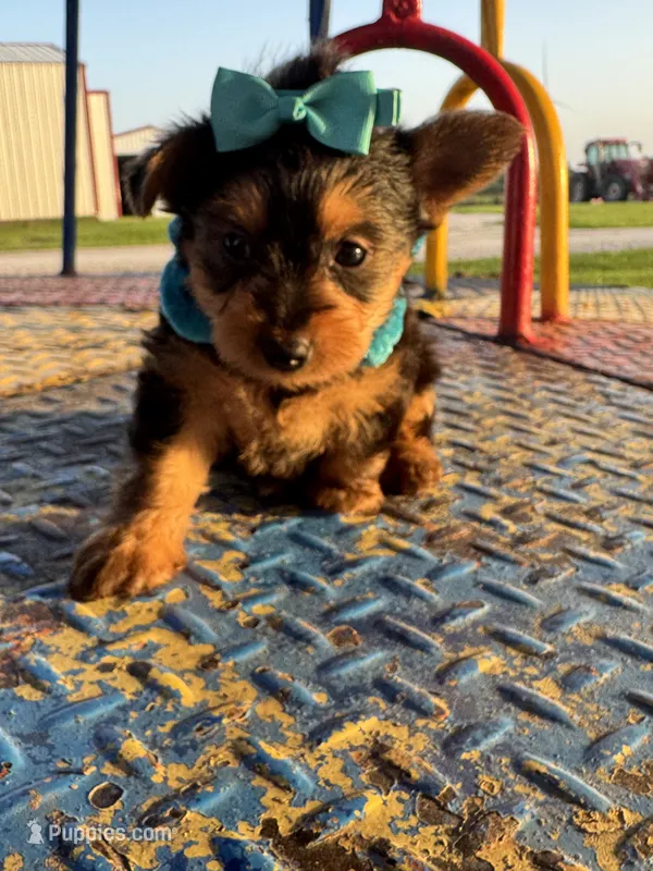 SAMPSON – Yorkshire Terrier puppy for sale in Palos Heights, IL