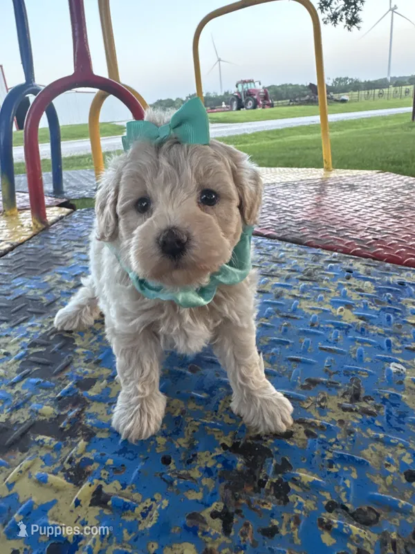 HUBS – Maltipoo puppy for sale in Palos Heights, IL