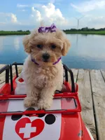 HIKER, a male Maltipoo for sale in Palos Heights, IL – 6 of 10