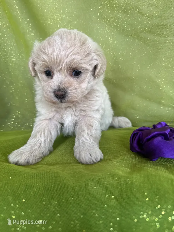 HIKER – Maltipoo puppy for sale in Palos Heights, IL