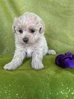 HIKER, a male Maltipoo for sale in Palos Heights, IL – 1 of 10