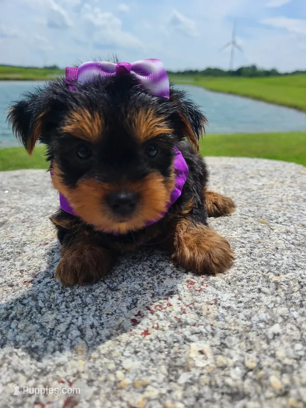 SPECKS – Yorkshire Terrier puppy for sale in Palos Heights, IL