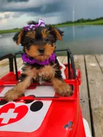 SPECKS, a male Yorkshire Terrier for sale in Palos Heights, IL – 1 of 10
