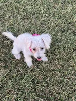 HATCHES, a female Maltipoo for sale in Palos Heights, IL – 10 of 10