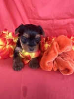 SHELBY, a female Yorkshire Terrier for sale in Palos Heights, IL – 4 of 10
