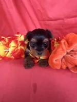SHELBY, a female Yorkshire Terrier for sale in Palos Heights, IL – 8 of 10