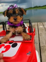 SPECKS, a male Yorkshire Terrier for sale in Palos Heights, IL – 4 of 10
