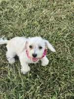 HATCHES, a female Maltipoo for sale in Palos Heights, IL – 9 of 10