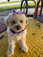 HICKORY, a male Maltipoo for sale in Palos Heights, IL – 9 of 10