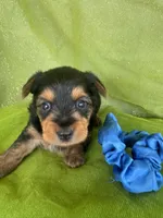 SAMPSON, a male Yorkshire Terrier for sale in Palos Heights, IL – 5 of 10