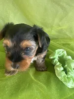 SHARKY, a male Yorkshire Terrier for sale in Palos Heights, IL – 3 of 10