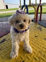 HICKORY, a male Maltipoo for sale in Palos Heights, IL – 6 of 10