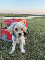 HIKER, a male Maltipoo for sale in Palos Heights, IL – 2 of 10