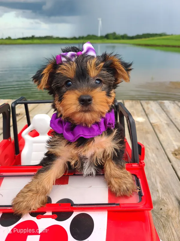 SPECKS – Yorkshire Terrier puppy for sale in Palos Heights, IL