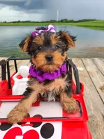 SPECKS, a male Yorkshire Terrier for sale in Palos Heights, IL – 1 of 10