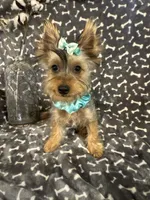 SPECKS, a male Yorkshire Terrier for sale in Palos Heights, IL – 3 of 10