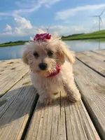 HATCHES, a female Maltipoo for sale in Palos Heights, IL – 10 of 10