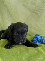 HUMMER, a male Maltipoo for sale in Palos Heights, IL – 5 of 10