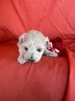 HARPS, a male Maltipoo for sale in Palos Heights, IL – 10 of 10