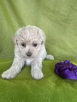 HIKER, a male Maltipoo for sale in Palos Heights, IL – 3 of 10