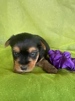 SPECKS, a male Yorkshire Terrier for sale in Palos Heights, IL – 9 of 10