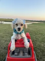 HIKER, a male Maltipoo for sale in Palos Heights, IL – 9 of 10